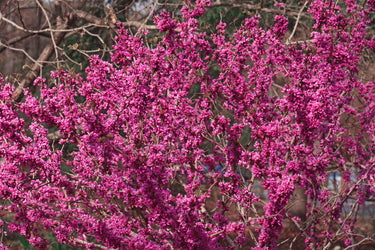 40 CHINESE REDBUD Cercis Chinensis Shrub Small Tree Pink Purple Flower Seeds